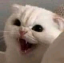 cat_hiss custom emote | Niveous Gaming