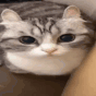 cat_boom animated emote from 𝕋𝕙𝕖 ℂ𝕠𝕫𝕪 ℂ𝕠𝕝𝕝𝕖𝕔𝕥𝕚𝕧𝕖