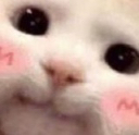 blushcat_twl custom emote | 🔥🔞 Canto da Putaria 🔥🔞