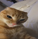 AngryCat Discord Emoji - offqtz