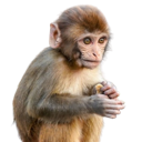 monke Discord Emoji from trans chompers