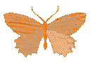 Four orange butterflies in different shades of orange displayed in a row.