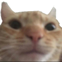 B_swagcat custom emote from SocialBar | Active Chat • VC Calls • Gaming • Emotes • Hangout • Egirls • Chill • Fun • Friends