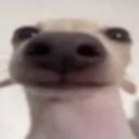 Dog snout in extreme close-up with fisheye lens distortion looking directly at the viewer.