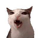 cateat animated emote from DM Request 📪 ⌇ Ask To DM & Chatting ⌇ Non Dating ⌇ Social ⌇ Friendly ⌇ Nitro ⌇Non Toxic