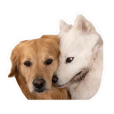 doghmm Discord sticker from Chi on air