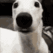 scareddoggo animated GIF emoji | Fantasy *:･ﾟ|| Make Friends . Emotes . Chatting ✧*:･ﾟ