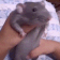 V_RatDance animated Discord emote from Vulcan