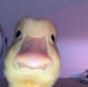 duck custom emote | Vine(yl)💽