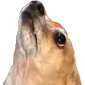 UpDog Discord Emoji - Homestuck Community