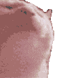 PartyCat animated Discord emote - Foreign's Server