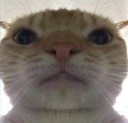 KB_catto Discord sticker from Steal An Egg | Egg Notifier