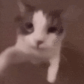 Cat with wide, unblinking eyes staring intensely in a blurry, sepia-toned sequence.