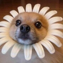 SR_doghullo Discord sticker - Shadowrift
