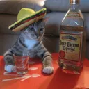 Cat_Drinking Discord Emoji from HaniCraft Community