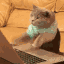 typingcat animated emote from Grove