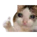 488481catthumbsupsad Discord sticker - DTN