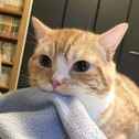 A ginger cat gently biting or resting its chin on a blue cloth with a soft, curious expression.