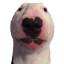 memes_stare_dog Discord sticker | HornyHaven⁺¹⁸