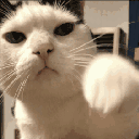 84581catpunch animated GIF emoji from The Nerd Dungeon: LGBTQ+, Dating, 18+, and Dungeons