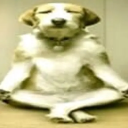 A dog sitting in a lotus meditation pose with eyes closed and a calm expression.
