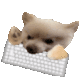 679076dogkeyboard animated Discord emote from ՞. .՞𐦯 Verify/Sfw/ntx ⸝⸝ ΛƧƬЯYX  ™