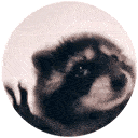 A raccoon head rotating continuously in a circular frame.