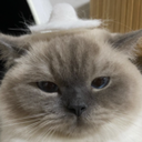 cnc_CatGrumpy custom emote | CNC Club 18+