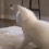 MemeKittyDancing animated GIF emoji from Eternal Trouble Makers